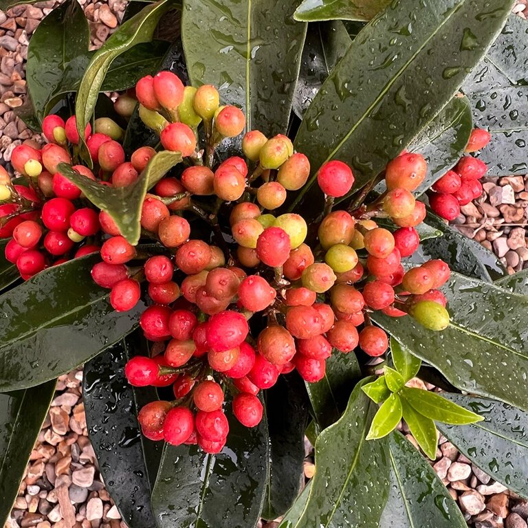 Buy Skimmia Plants Online | Diverse Skimmia Varieties - The Boma Garden ...