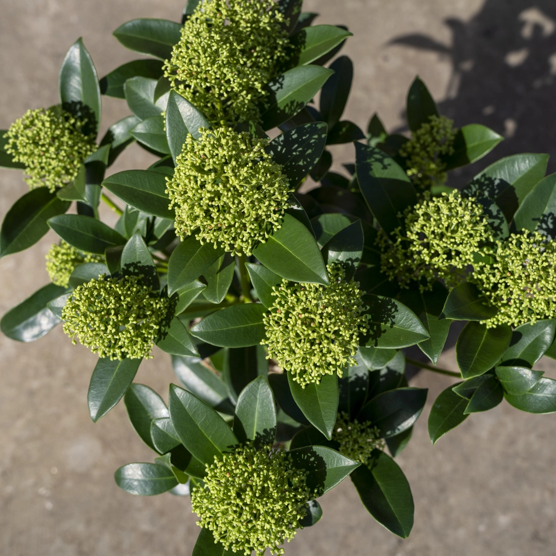 Skimmia 'Fragrant Cloud' (Pot Size13cm) at Boma Garden Centre 