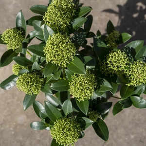 Skimmia 'Fragrant Cloud' (Pot Size10.5cm) Skimmia - image 1