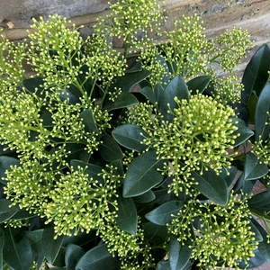Skimmia japonica 'Finchy'