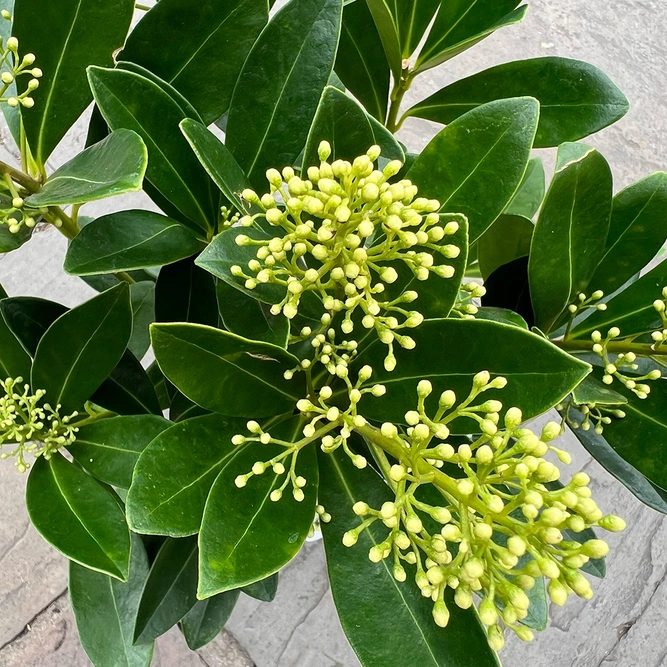 Skimmia japonica 'Finchy' (Pot Size 10.5cm) Yellow Berry Skimmia - image 1