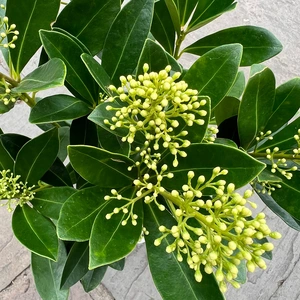 Skimmia japonica 'Finchy' (Pot Size 13cm) Yellow Berry Skimmia - image 2