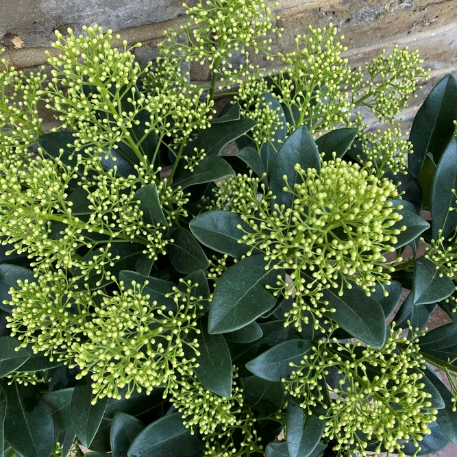 Skimmia japonica 'Finchy' (Pot Size 13cm) Yellow Berry Skimmia - image 1