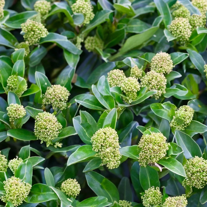 Skimmia japonica ‘Godrie’s Dwarf’ (Pot Size 10L) Evergreen Skimmia ‘Godrie’s Dwarf’