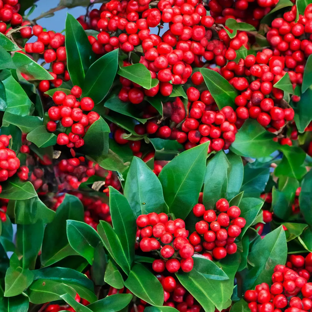 Skimmia japonica 'Lipstick' (Pot Size 19cm) at Boma Garden Centre