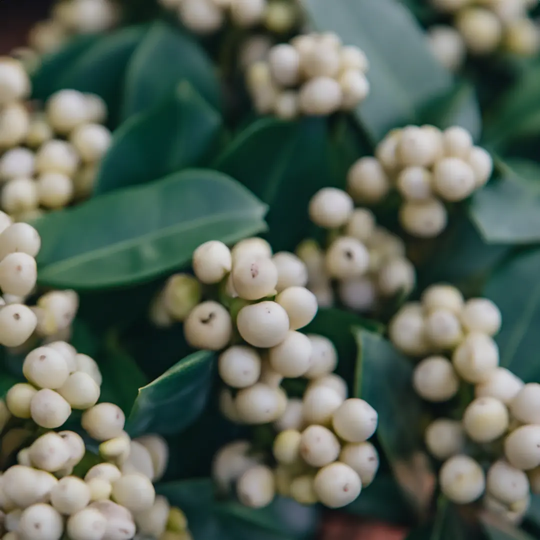 Skimmia japonica 'O'Berries White' (Pot Size 17cm) at Boma Garden Centre