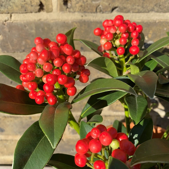 Skimmia japonica 'Pabella' (Pot Size 2L) Red Berry Skimmia at Boma Garden Centre