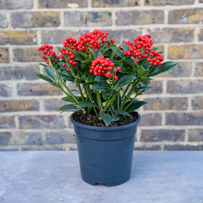 Skimmia japonica 'Pabella' (Pot Size 2L) Red Berry Skimmia - image 2