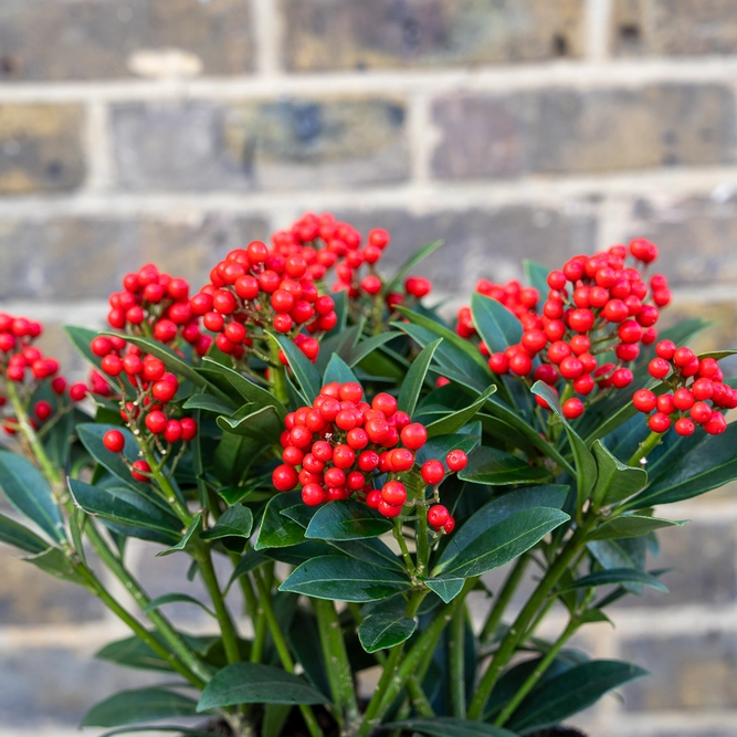 Skimmia japonica 'Pabella' (Pot Size 2L) Red Berry Skimmia - image 1