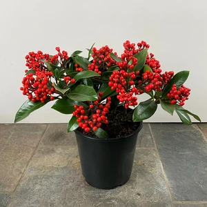 Skimmia japonica 'Pabella' (Pot Size 2L) Red Berry Skimmia - image 2