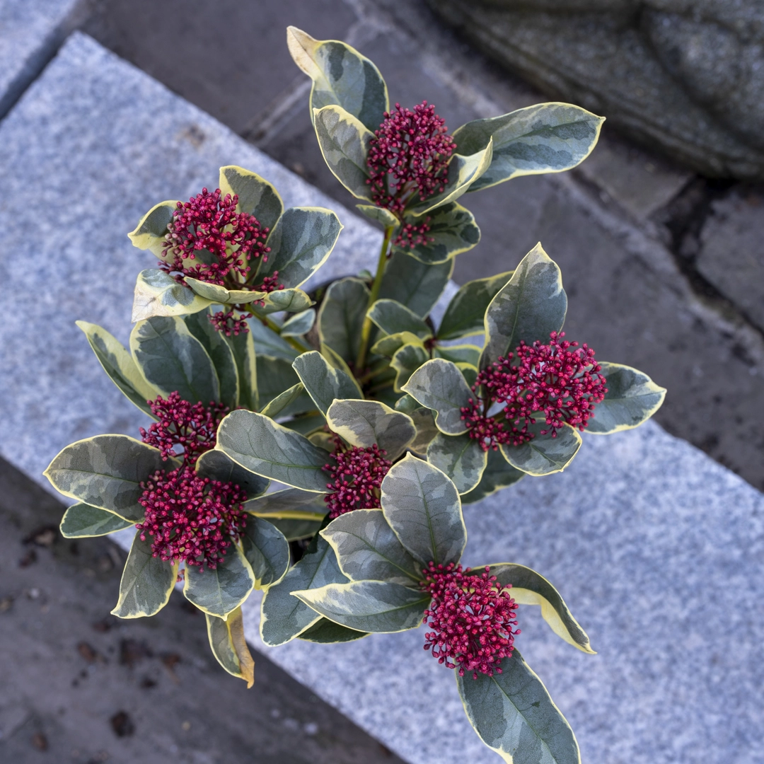 Skimmia  japonica 'Perosa' (Pot Size 9cm ) Variegated Red Berry Skimmia at Boma Garden Centre