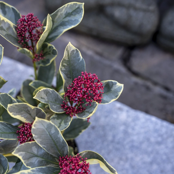 Skimmia  japonica 'Perosa' (Pot Size 9cm ) Red Berry Skimmia - image 2