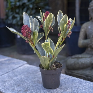 Skimmia  japonica 'Perosa' (Pot Size 9cm ) Red Berry Skimmia - image 3