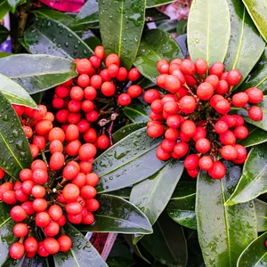 Skimmia japonica 'Reevesiana'