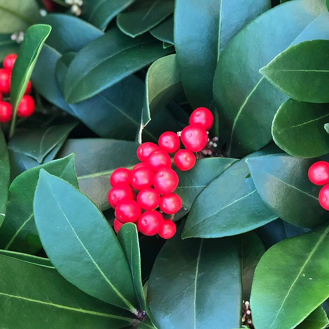 Skimmia  japonica 'Reevesiana' (Pot Size 1.5L ) Red Berry Skimmia - image 1