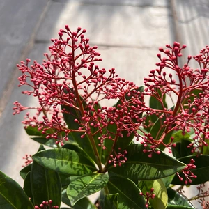 Skimmia japonica 'Rubella' (Pot Size 1.5L) - image 1