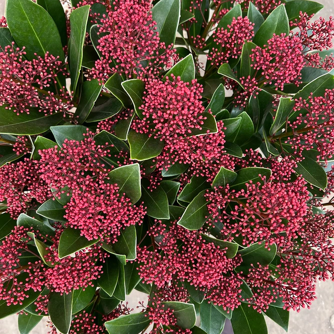 Skimmia japonica 'Rubella' (Pot Size 13cm)