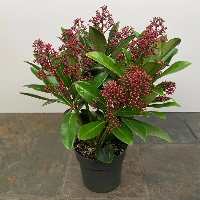 Skimmia japonica 'Rubella' (Pot Size 9cm) - image 2