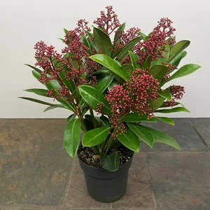 Skimmia japonica 'Rubella' (Pot Size 9cm) - image 2