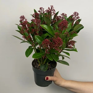 Skimmia japonica 'Rubella' (Pot Size 9cm) - image 3