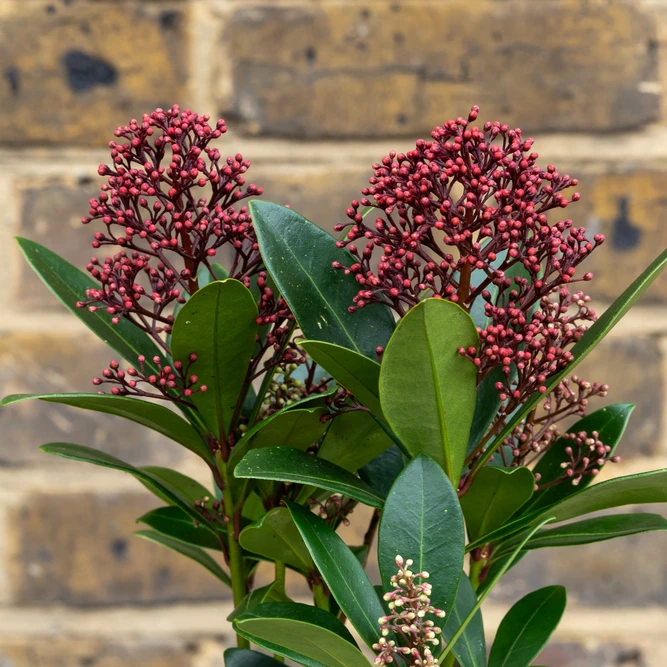 Skimmia japonica 'Rubella' (Pot Size 10.5cm) - image 1