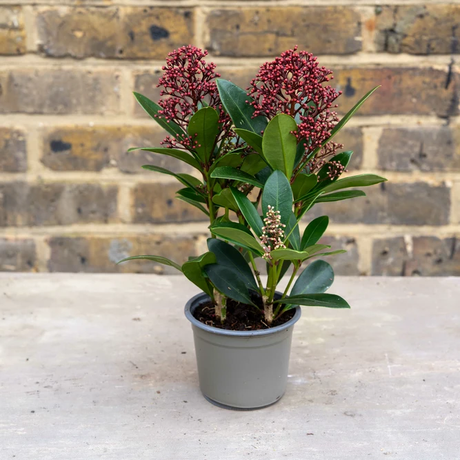 Skimmia japonica 'Rubella' (Pot Size 10.5cm) - image 2