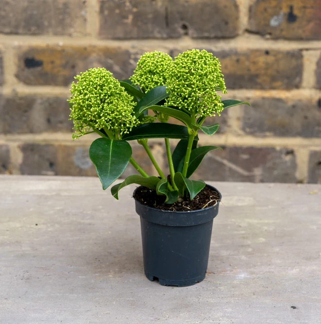 Skimmia japonica 'White Globe' (Pot Size 9cm) Skimmia - image 2