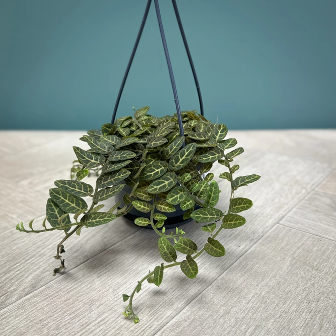 Solanum Evolvulifolium (Pot Size 10.5cm) Adorable Hanging Plant - image 1