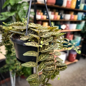 Solanum Evolvulifolium (Pot Size 10.5cm) Adorable Hanging Plant - image 2