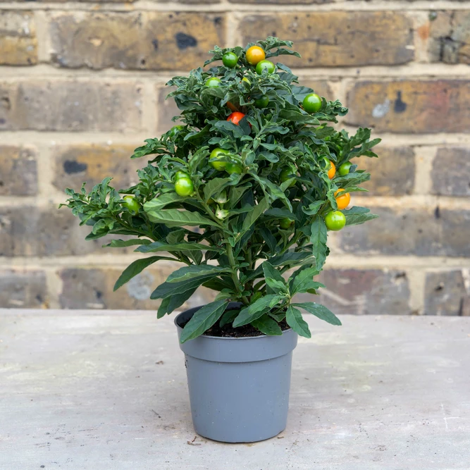 Solanum pseudocapsicum ‘Thorino’ (Pot Size 10.5cm) Jerusalem Cherry - image 1