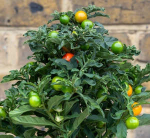 Solanum pseudocapsicum ‘Thorino’ (Pot Size 10.5cm) Jerusalem Cherry - image 2