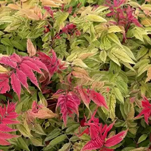 Sorbaria sorbifolia 'Crimson Feathers' (Pot Size 3L) - image 2