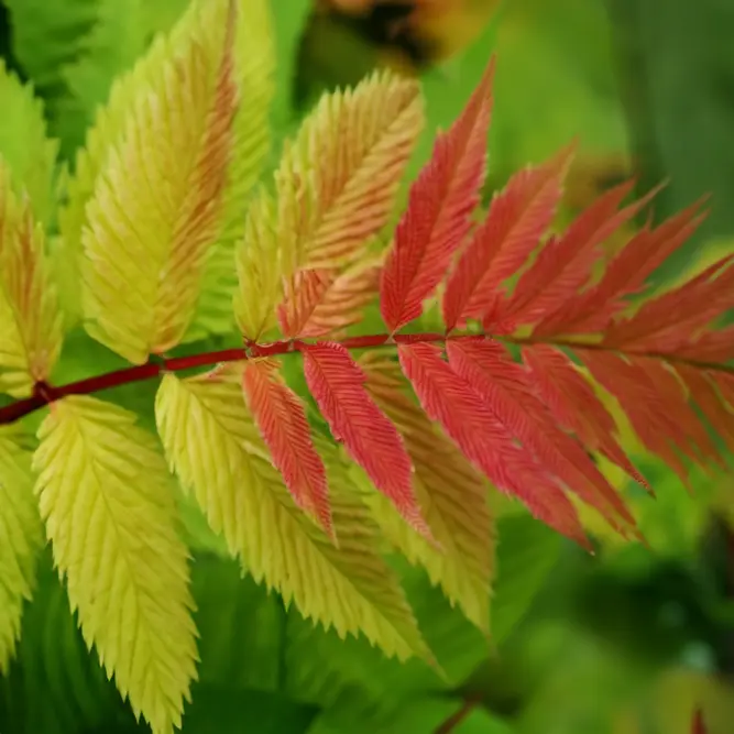 Sorbaria sorbifolia 'Crimson Feathers' (Pot Size 3L) - image 1