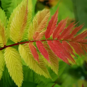 Sorbaria sorbifolia 'Crimson Feathers' (Pot Size 3L) - image 1