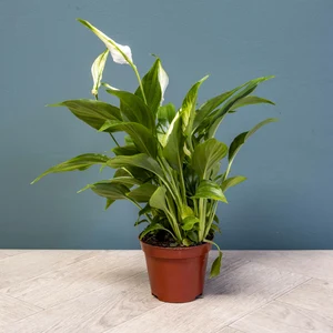 Spathiphyllum 'Chopin' - Peace lily