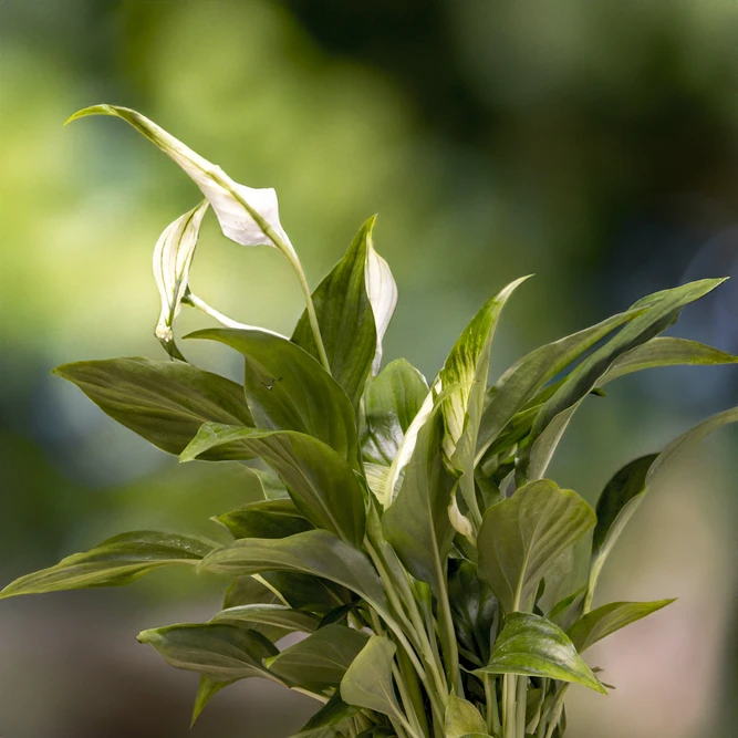 Spathiphyllum 'Chopin' (Pot Size 9cm) Peace lily - image 1