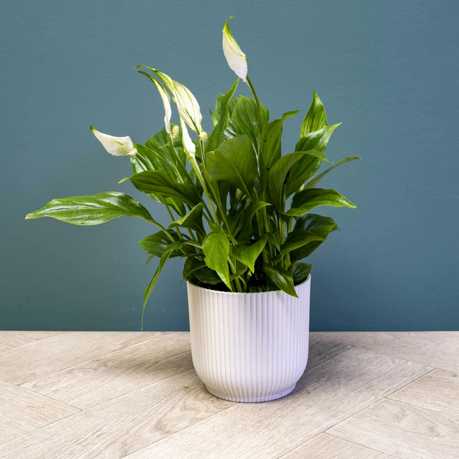 Spathiphyllum 'Chopin' (Pot Size 9cm) Peace lily - image 2