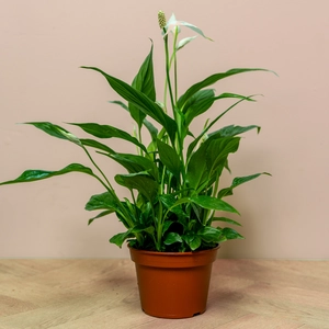 Spathiphyllum 'Pearl Cupido' (Pot Size 15cm) Peace Lily - image 1