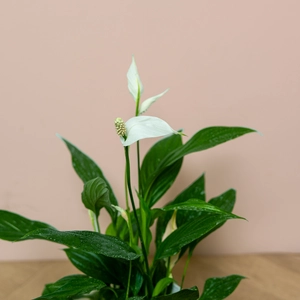 Spathiphyllum 'Pearl Cupido' (Pot Size 15cm) Peace Lily - image 2