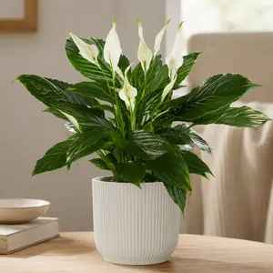 Spathiphyllum 'Pico Cupido' (Pot Size 13cm) Peace Lily