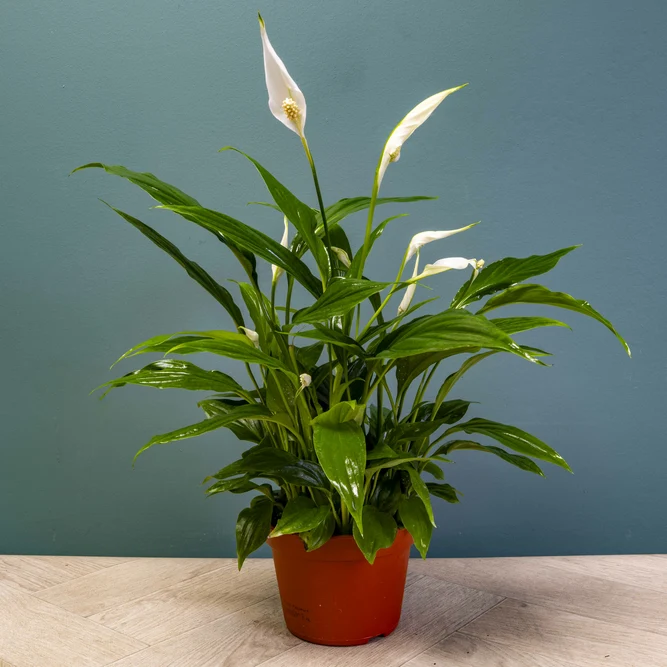 Spathiphyllum 'Sweet Chico' (Pot Size 13cm) Peace Lily - image 2