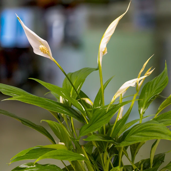 Spathiphyllum 'Sweet Chico' (Pot Size 13cm) Peace Lily - image 1