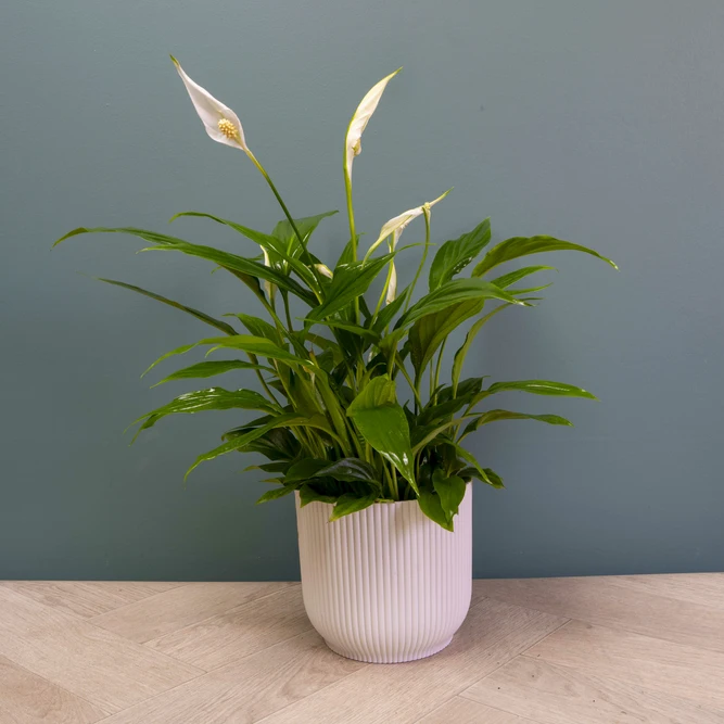 Spathiphyllum 'Sweet Chico' (Pot Size 13cm) Peace Lily - image 3