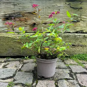 Spiraea japonica ‘Walberton’s Plumtastic’ (Pot Size 2L) Japanese Spiraea - image 2