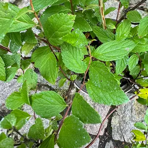 Spiraea japonica ‘Walberton’s Plumtastic’ (Pot Size 2L) Japanese Spiraea - image 3