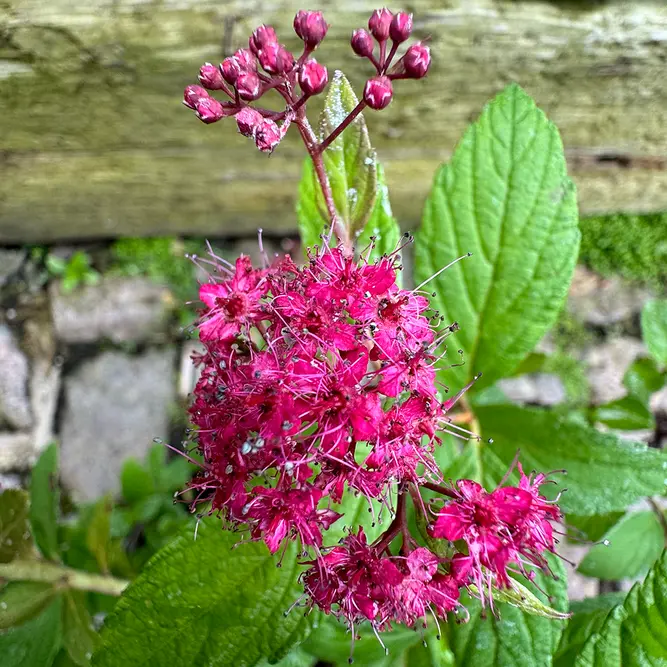 Spiraea japonica ‘Walberton’s Plumtastic’ (Pot Size 2L) Japanese Spiraea - image 4