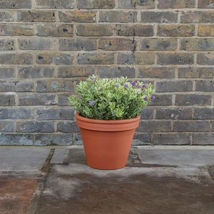 Standard Terracotta Pot (D34cm) Garden Planter - image 5