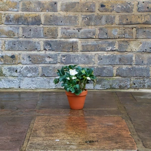 Standard Terracotta Pot Size 11cm Garden Planter - image 5