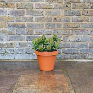 Standard Terracotta Pot Size 24cm Garden Planter - image 5