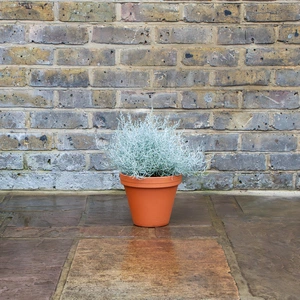 Standard Terracotta Pot Size 20cm Garden Planter - image 5
